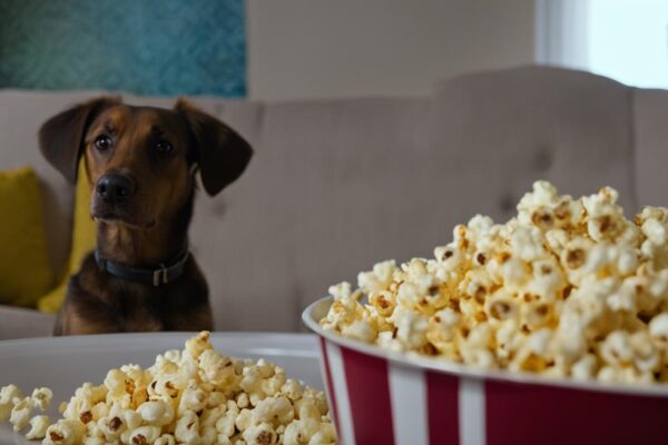 Can Dogs Eat Popcorn