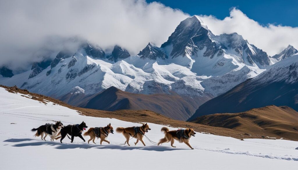 dogs in South American mountains